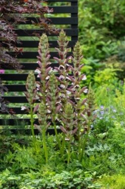 Acanthus Hungaricus 'White Lips' P9 Cm -Planten Verkoop 9SP7K848 b671