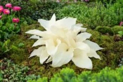 Hosta 'White Feather' Bol Cm 25 Stuks