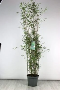 Fargesia 'Genf' C7.5 125-150 Cm