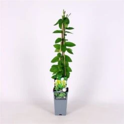 Lonicera Japonica 'Hall's Prolific' C2 60-70 Cm -Planten Verkoop B9CZ7KXK 3fab