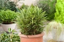 Pleioblastus Variegatus P9 Cm 7 Pleioblastus Variegatus P9 Cm -Planten Verkoop BVENVG63 c1f9