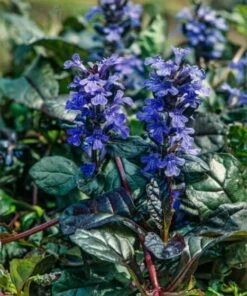 Ajuga Reptans 'Braunherz' P9 Cm