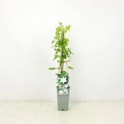 Nieuwe Producten 1 Clematis 'Gladys Picard' C2 60-70 Cm