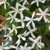 Clematis Armandii C2 80-100 Cm -Planten Verkoop C4BLBTV3 7533