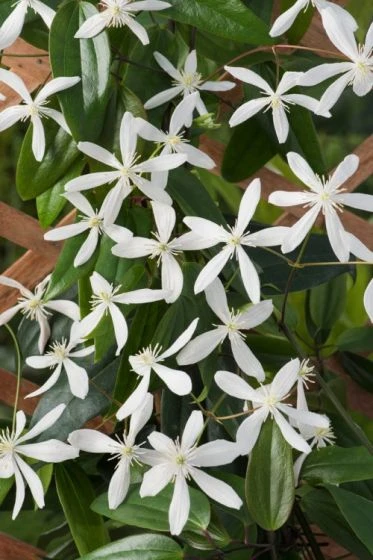 Clematis Armandii C2 80-100 Cm 3 Clematis Armandii C2 80-100 Cm