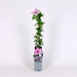Nieuwe Producten -Planten Verkoop C7GHCZ6N 3e80