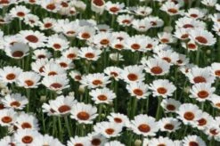 Rhodanthemum 'Casablanca' P11 Cm