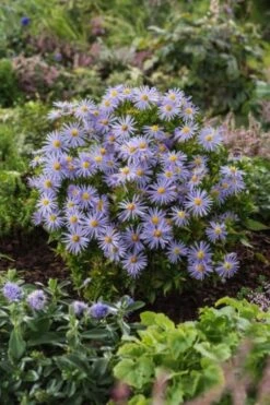 Aster (D) 'Peter Harrison' P11 Cm Tray 10 Stuks