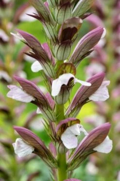 Acanthus Hungaricus 'White Lips' P9 Cm -Planten Verkoop DBBTL7XR c75f
