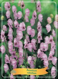 Aconitum Napellus 'Rubellum' P11 Cm Tray 10 Stuks