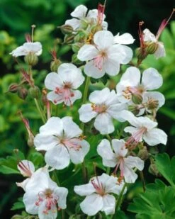 Geranium Cantabrigiense 'Biokovo' C2 Cm