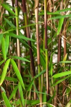 Fargesia Angustissima C7.5 125-150 Cm