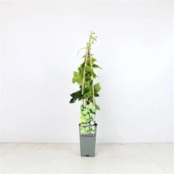 Planten Verkoop -Planten Verkoop EJE6KDJY 8e01