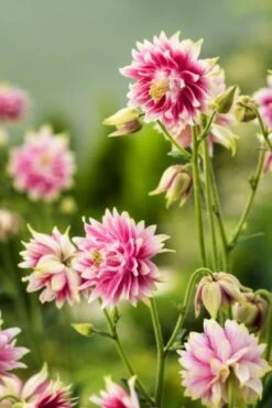 Aquilegia 'Nora Barlow' C1 Cm 5 Stuks