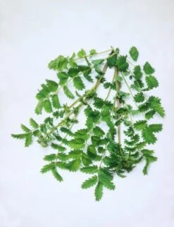 Planten Verkoop -Planten Verkoop ET64G1L2 9f0d 1