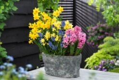 Narcissus Tête à Tête Bol Cm 25 Stuks