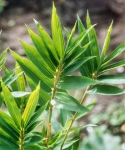 Pleioblastus Pygmaeus Distichus P9 Cm