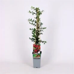 Planten Verkoop -Planten Verkoop H5E6C5VL 6b5e