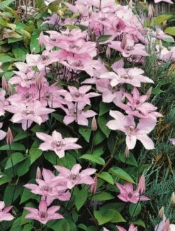 Nieuwe Producten 19 Clematis 'Hagley Hybrid' C2 60-70 Cm