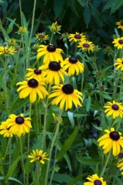 Rudbeckia Fulgida 'Viette's Little Suzy' P9 Cm