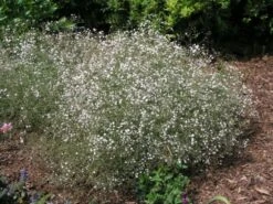 Gypsophila Paniculata Bol Cm 25 Stuks 7 Gypsophila Paniculata Bol Cm 25 Stuks -Planten Verkoop HVPSTTEV 601f
