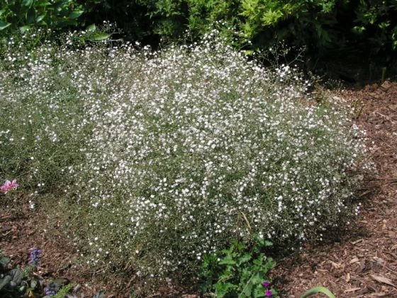 Gypsophila Paniculata Bol Cm 25 Stuks 5 Gypsophila Paniculata Bol Cm 25 Stuks - Afbeelding 3
