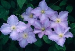 Nieuwe Producten -Planten Verkoop HXGKZJVR b4f2