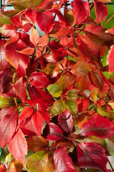 Parthenocissus Quinquefolia Engelmannii C5 150-175 Cm 3 Parthenocissus Quinquefolia Engelmannii C5 150-175 Cm - Afbeelding 2