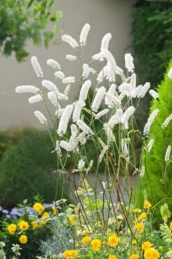 Actaea Simplex 'White Pearl' C3 Cm 5 Stuks