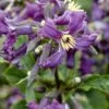 Clematis 'China Purple' P9 Cm