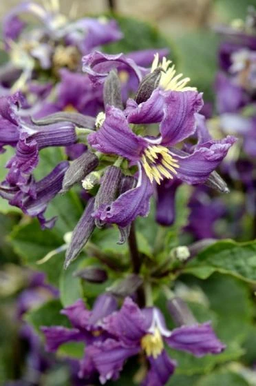 Clematis 'China Purple' P9 Cm