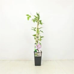 Nieuwe Producten 13 Clematis 'Bagatelle' C2 60-70 Cm