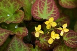 Epimedium Perralchicum 'Frohnleiten' P9 Cm