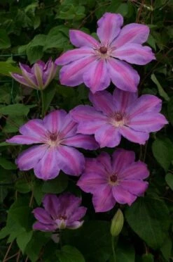 Nieuwe Producten -Planten Verkoop NYDZTZCL 326b