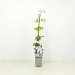 Nieuwe Producten 3 Clematis 'Blekitny Aniol' C2 60-70 Cm
