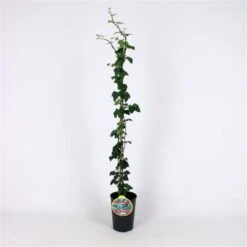 Hedera Helix 'Plattensee' C2 80-100 Cm -Planten Verkoop P3KESD95 e67d