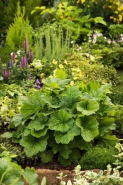 Tellima Grandiflora C2 Cm
