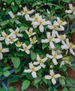Clematis Montana Wilsonii C2 80-100 Cm