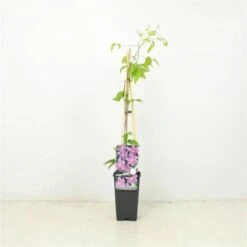 Nieuwe Producten 8 Clematis 'Etoile De Malicorne' C2 60-70 Cm