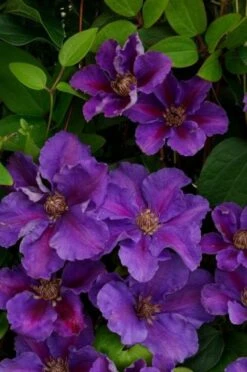 Nieuwe Producten 17 Clematis 'Ashva' C2 60-70 Cm