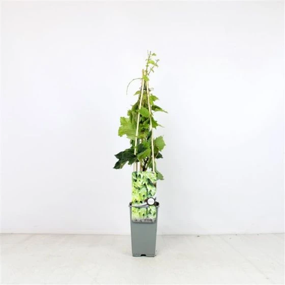 Parthenocissus Tricuspidata 'Green Spring' C2 60-70 Cm 3 Parthenocissus Tricuspidata 'Green Spring' C2 60-70 Cm