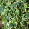 Hedera Helix 'Yellow Ripple' C2 60-80 Cm 2 Hedera Helix 'Yellow Ripple' C2 60-80 Cm -Planten Verkoop WCYTWAGC 015b