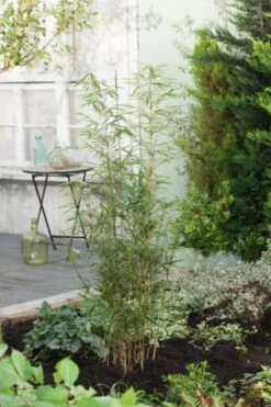 Fargesia Robusta 'Campbell' C15 175-200 Cm