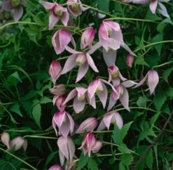 Clematis 'Willy' C2 60-70 Cm