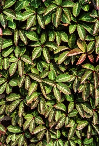 Parthenocissus Henryana C2 60-70 Cm 4 Parthenocissus Henryana C2 60-70 Cm - Afbeelding 2