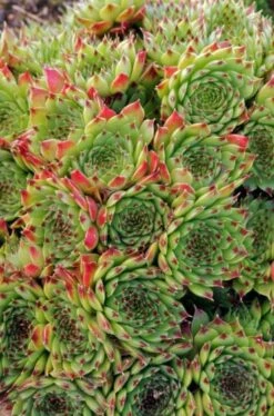 Sempervivum Calcareum P9 Cm