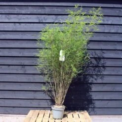 Fargesia Angustissima C7.5 100-125 Cm -Planten Verkoop YB46WCHD 1f28