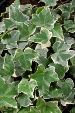 Hedera Helix 'Glacier' C3 150-175 Cm