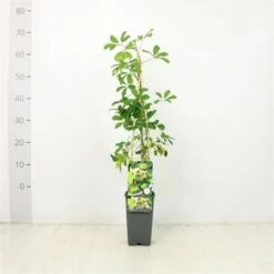 Nieuwe Producten 11 Akebia Quinata C2 60-70 Cm