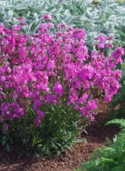 Lychnis Viscaria 'Splendens' P9 Cm